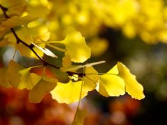 -遵化市禅林寺古银杏风景园