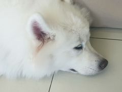 -怪兽屋·羊驼·猫咖·狗咖(俊华广场店)