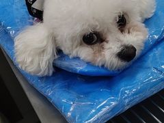 -纳吉亚猫专科动物诊疗中心(蒋宅口分院)