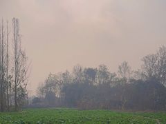 -桤木河湿地公园