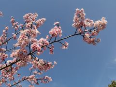 -顾村公园