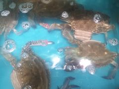-蟹谢蒸鲜自助餐厅