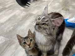 -楼上猫咖(罗湖店)