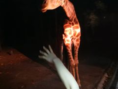 -清迈夜间动物园