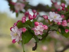 -海棠花溪(元大都城垣遗址公园)