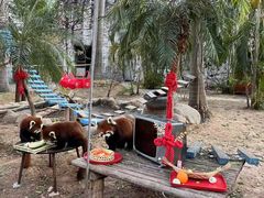 -灵玲国际马戏城