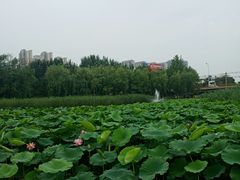 -前关湿地公园