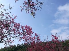 -深圳仙湖植物园