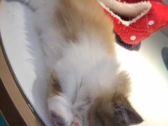 -龟与熊猫宠物公园(南坪店)