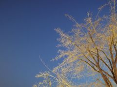 -诗经里