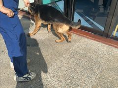 -博特宠物医院24h犬猫全科.骨科·异宠