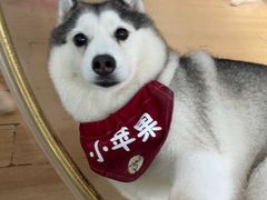 -Husky Go! 哈士奇体验馆·宠物咖啡厅狗咖