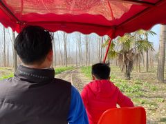 -合肥滨湖国家森林公园