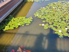 -微山湖红荷湿地景区