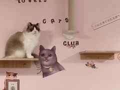 -三花喵·撸猫购宠·宠物生活馆(虹桥南丰城店)