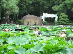 -陈家山荷花公园