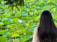 -荔湾湖公园