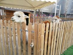 -萌宠亲子动物乐园(槐房万达店)