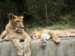 -栾川竹海野生动物园