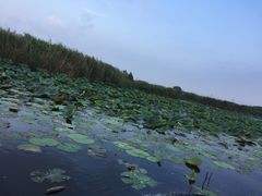 -白洋淀景区