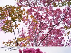 -莲花山公园