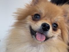 -怪兽屋·羊驼·猫咖·狗咖(俊华广场店)