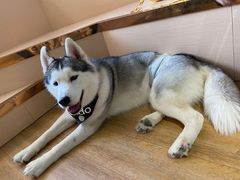 -Husky Go! 哈士奇体验馆·宠物咖啡厅狗咖