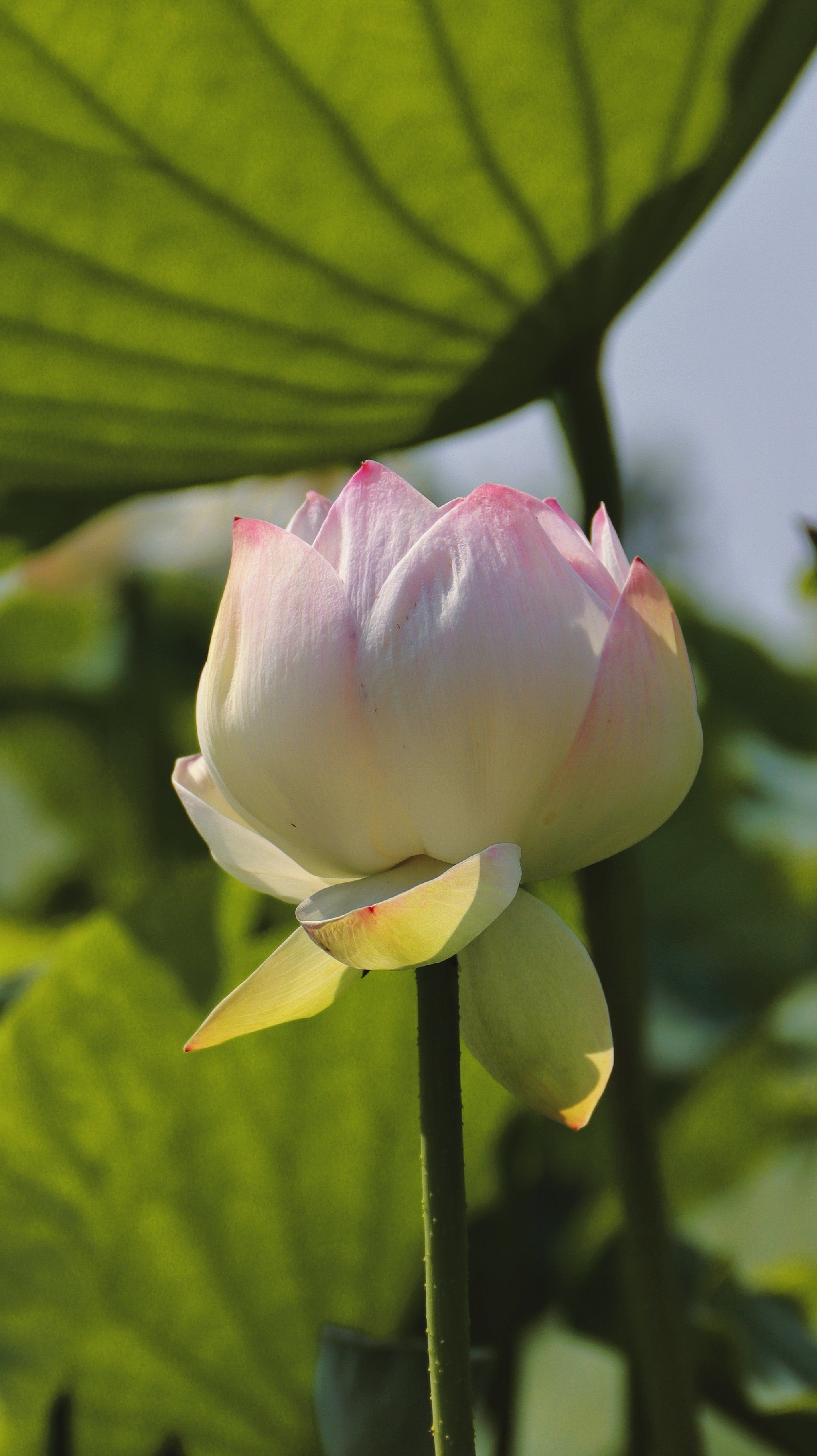 捕捉夏日的荷花