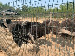 -宿豫区运河湾森林动物园