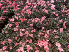 -龙大花卉苗木市场