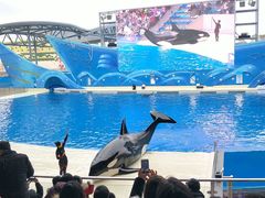 虎鲸表演-上海海昌海洋公园