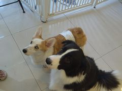 -平行世界·猫咖(首经贸店)
