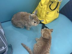 -北京观赏动物医院·24小时大型综合·猫专科·异宠专科