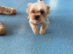 -宠颐生猫科·内科皮肤科(西平世纪城店)