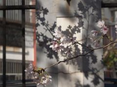 -高东镇樱花园