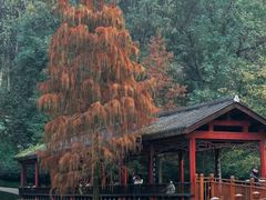 -重庆彩云湖湿地公园