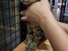 -爱侣宠医·鹦鹉专科·小型哺乳类·异宠专科(灵石路店)