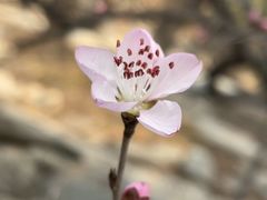 -国家植物园