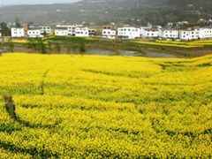 -灵山景区梯田