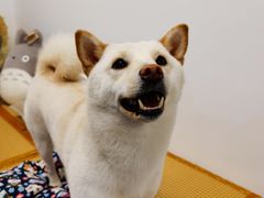 -柴迷FANS CLUB·柴犬狗咖·猫咖