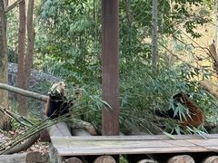 -都江堰中华大熊猫苑