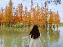 -白鹭湾湿地公园