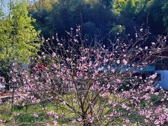 -花岩国家森林公园