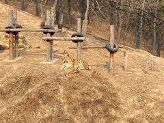 -大连森林动物园