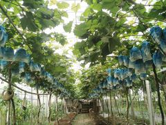 -马陆小张葡萄园农家乐