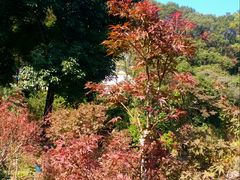 -广州市帽峰山景区