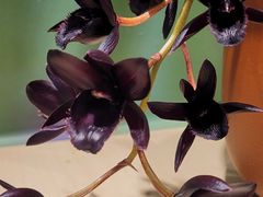 -北京植物园-展览温室