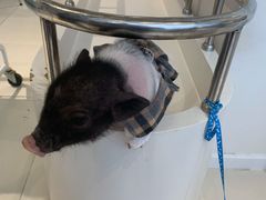 -怪兽屋·羊驼·猫咖·狗咖(俊华广场店)