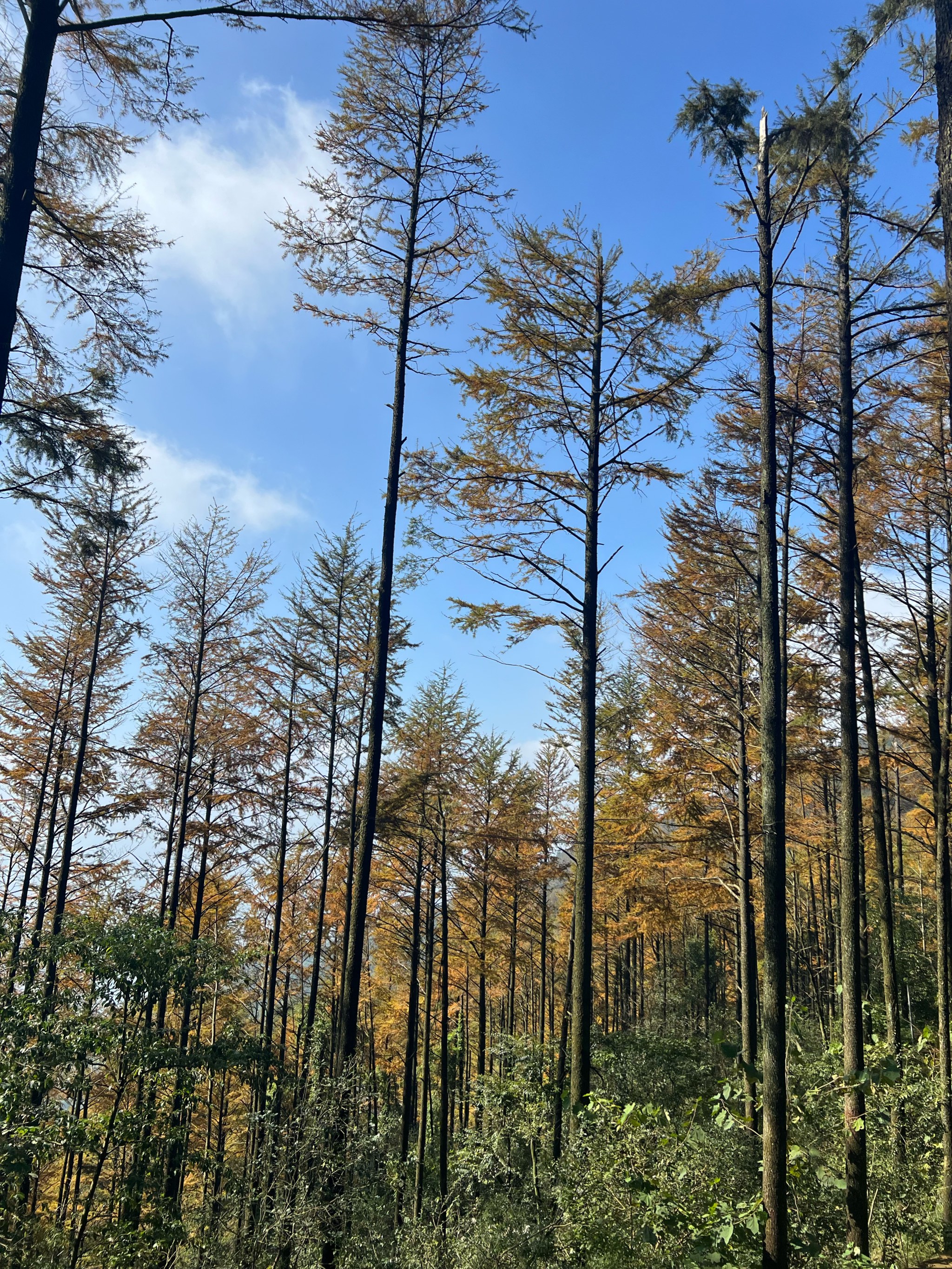 莫干山大坑景区照片图片