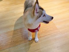 -Husky Go! 哈士奇体验馆·宠物咖啡厅狗咖